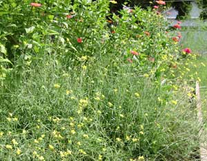 Urban Homesteading – It’s the Bees' Knees Image